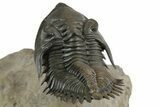 Exceptional Metacanthina Trilobite - Lghaft, Morocco #350498-5